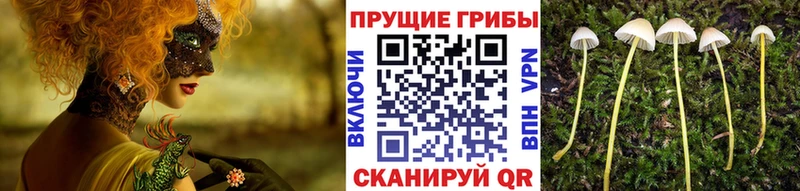 Галлюциногенные грибы мицелий  Власиха 